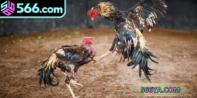 Các chương trình khuyến mãi độc quyền áp dụng cho sư kê