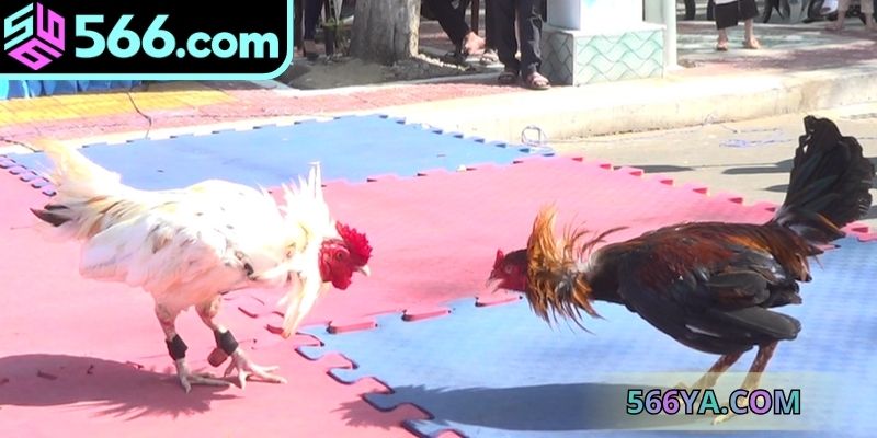 Tìm hiểu kỹ càng thông tin hấp dẫn về đá gà online game