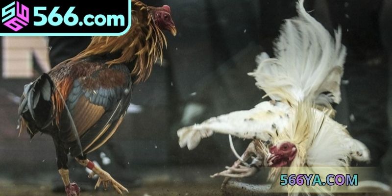 Tìm hiểu thông tin chi tiết về đá gà online trực tuyến